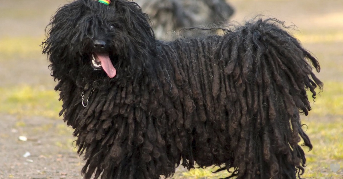Cucciolo di Puli diventa una star del web, solamente dal video capiamo il sorprendente motivo