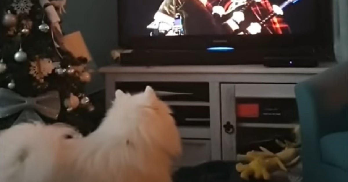 Cucciolo di Spitz Giapponese guarda in TV la festa di capodanno, la reazione in video è spettacolare