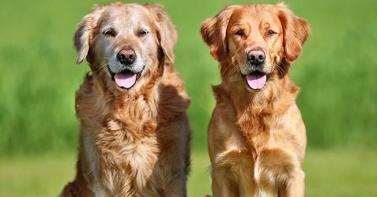 Cucciolo Golden Retriever dimostra tutto il suo ingegno in questo video