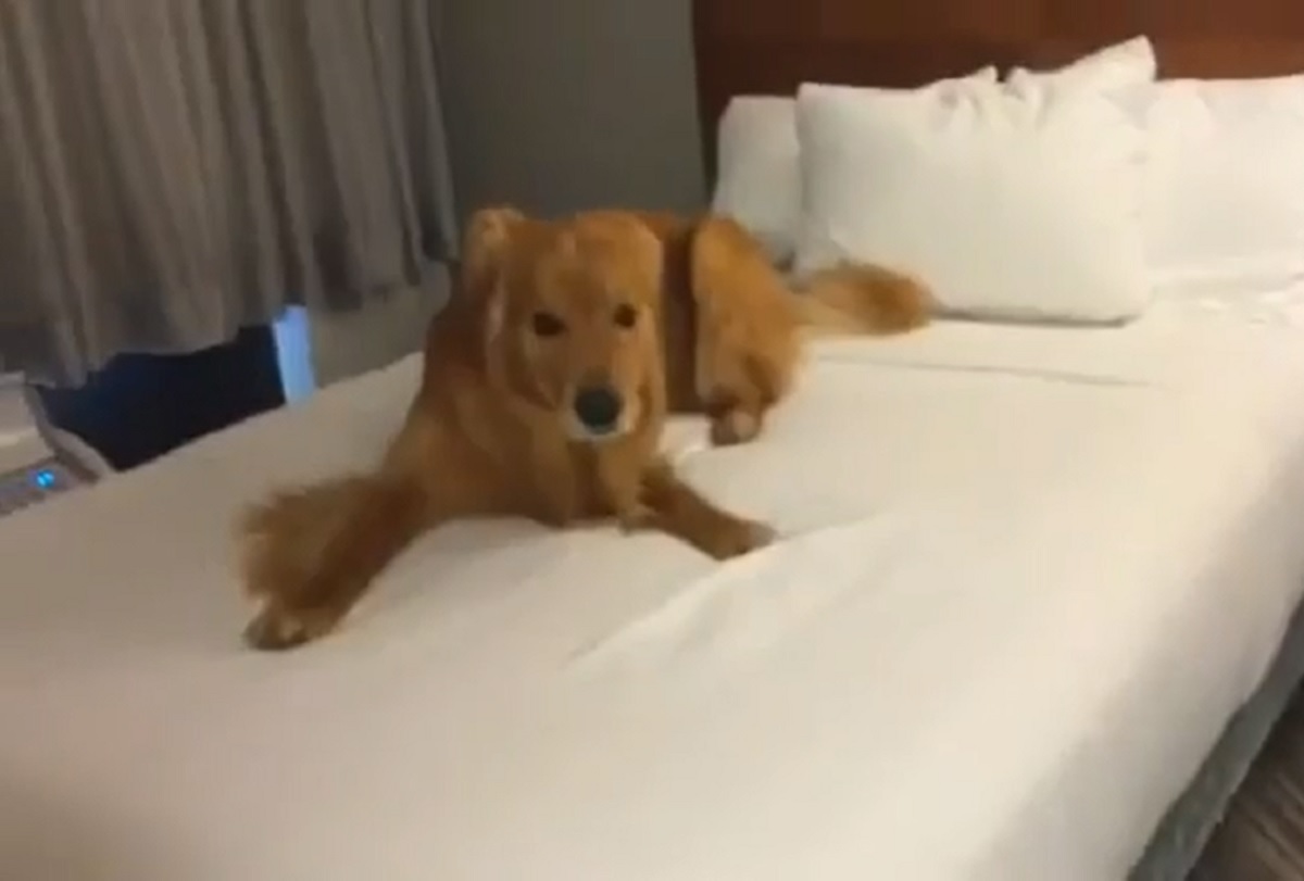 cucciolo golden voglia di provare letto
