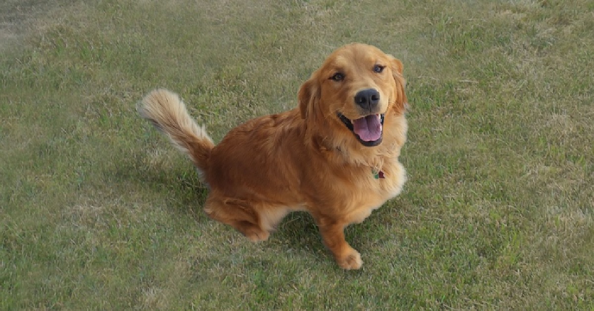 Cucciolo Golden Retriever non resiste al nuovo letto, il video della reazione è fantastico
