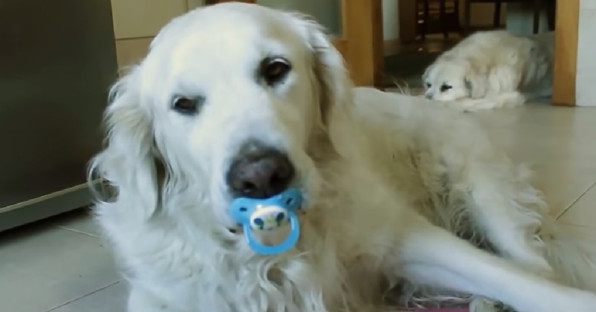 Cucciolo Golden Retriever non rinuncia al suo ciuccio, tutta la sua determinazione in video