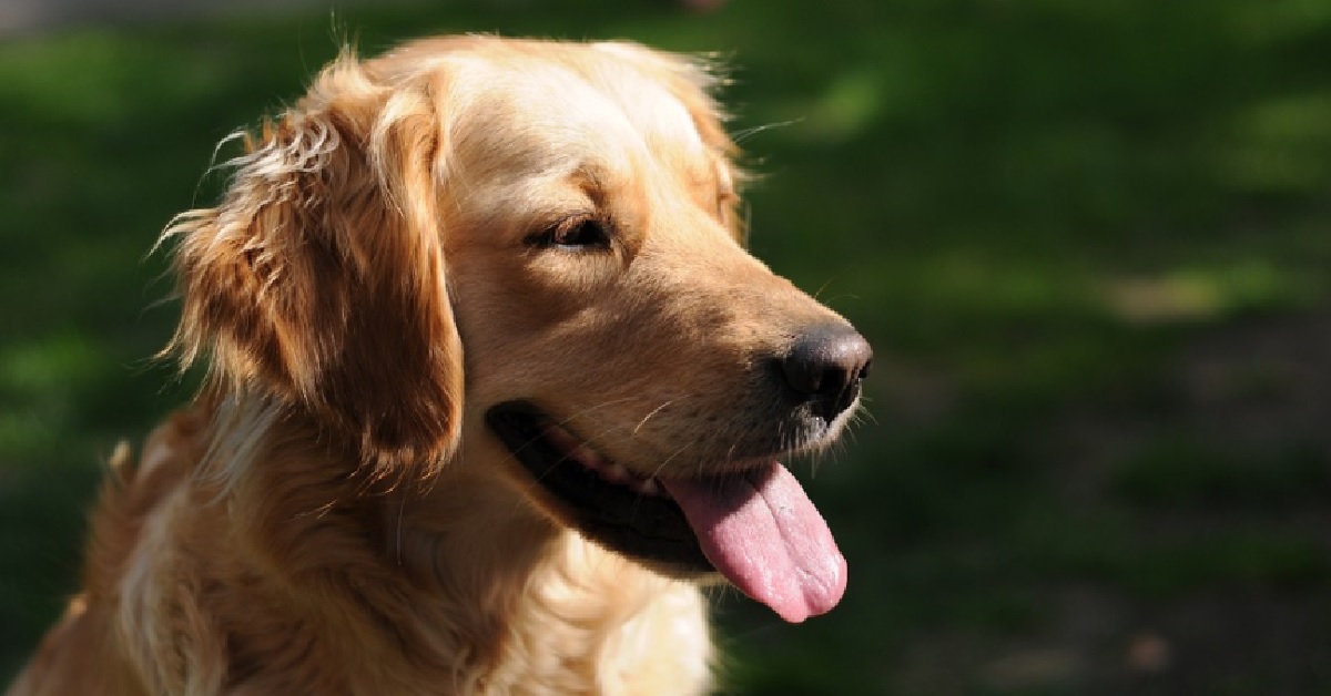 Cucciolo Golden Retriever porta a spasso se stesso, il video è esilarante