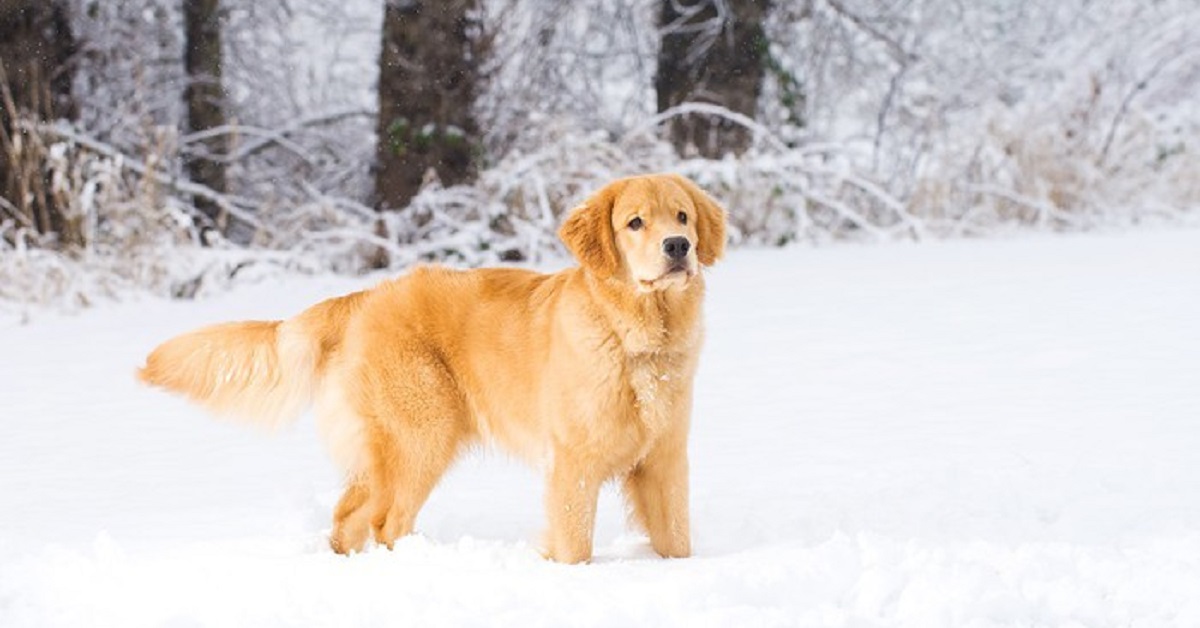 Cucciolo Golden Retriever traina l’amico felino con la slitta, il video vi scioglierà il cuore