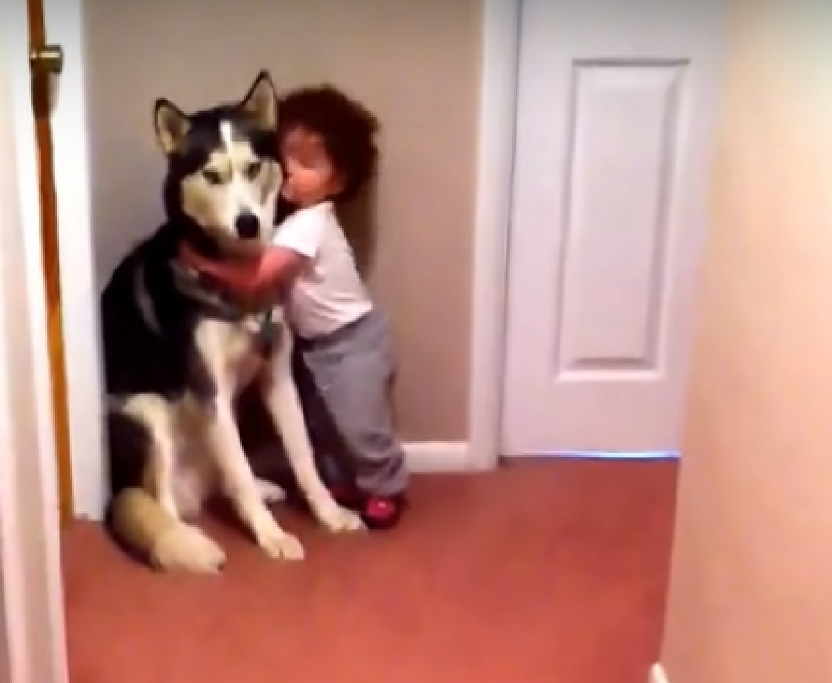 cucciolo husky abbracciato da bambina
