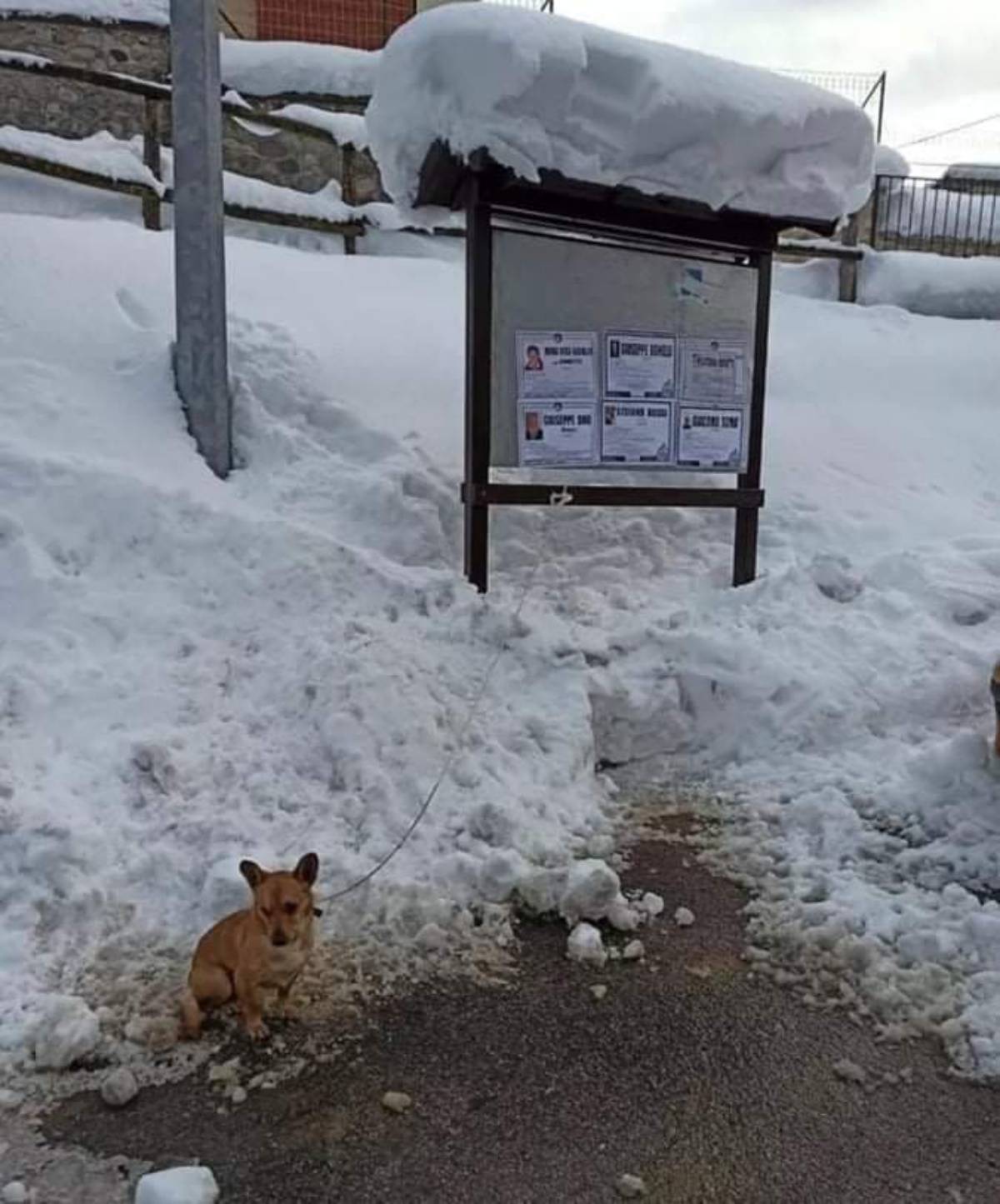 cagnolino sulla neve