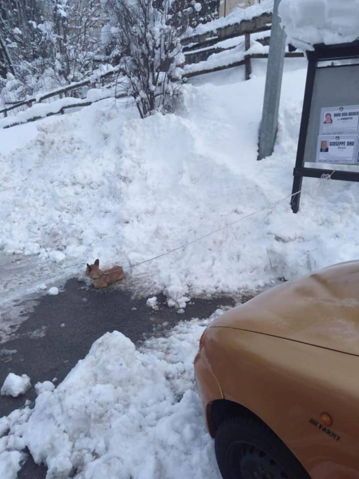 cagnolino nella neve