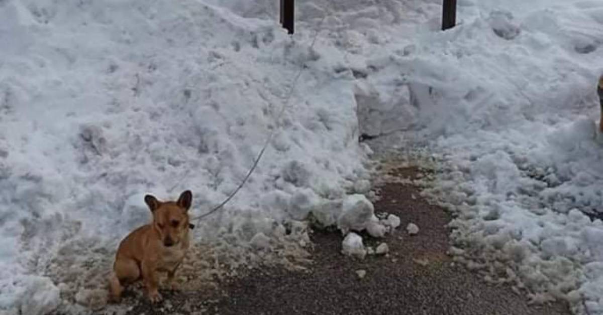 Cucciolo minuscolo simil chihuahua abbandonato legato nella neve a -3° ma un passante si è accorto di lui