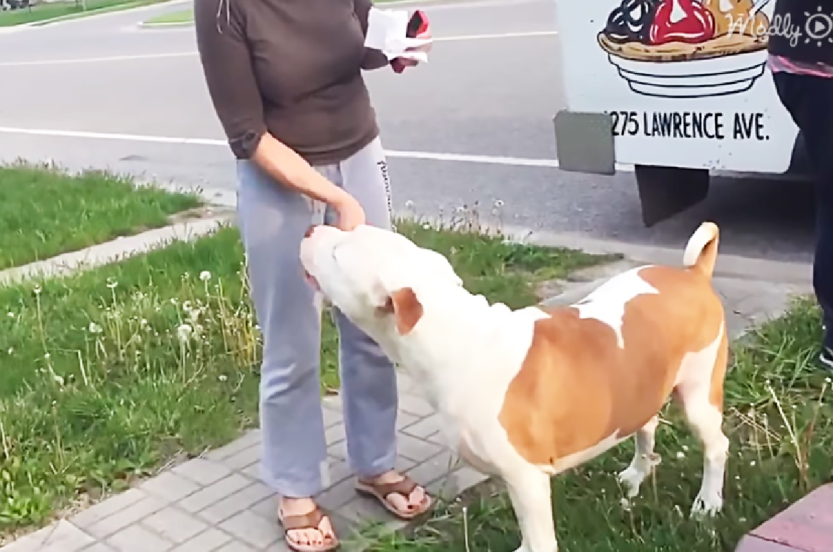 cucciolo pitbull ottiene il tanto atteso gelato