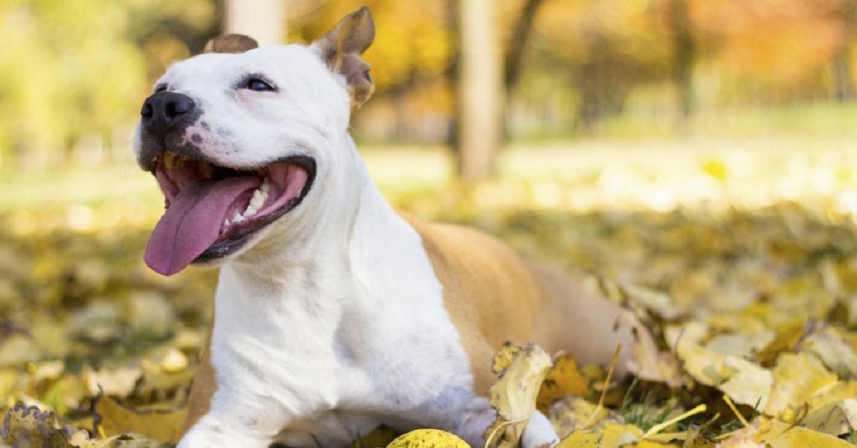 Cucciolo Pitbull corre dal gelataio appena arrivato, il video è di una bellezza unica