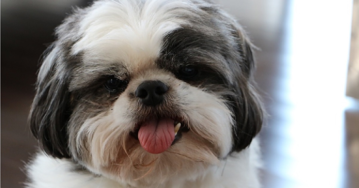 Cucciolo Shih Tzu viene chiamato dalla proprietaria, il piccolo a suo modo rende il video straordinario