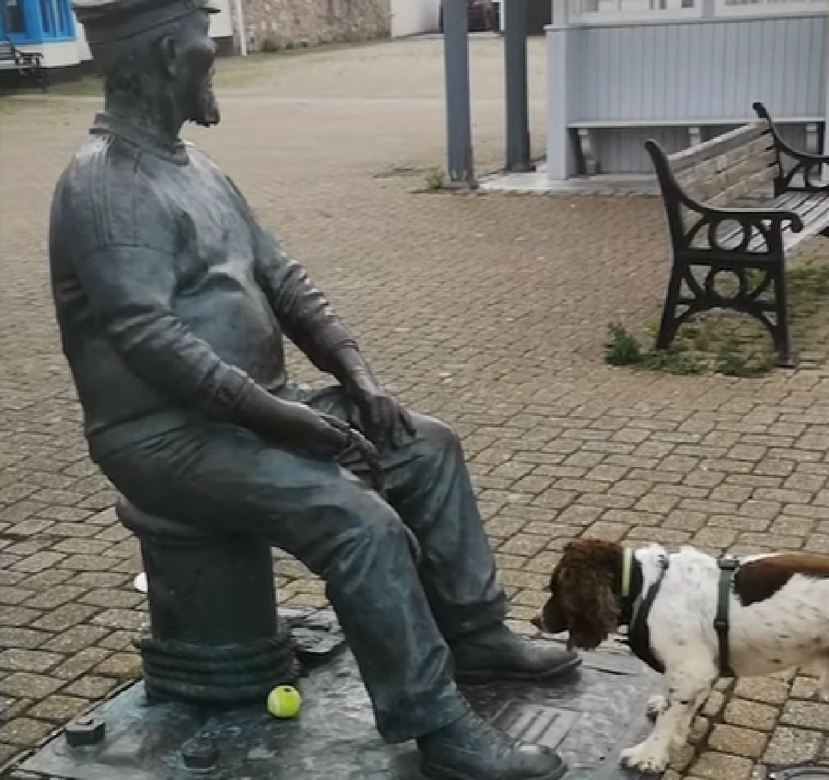 chester cucciolo springer spaniel tutti lo conoscono paese