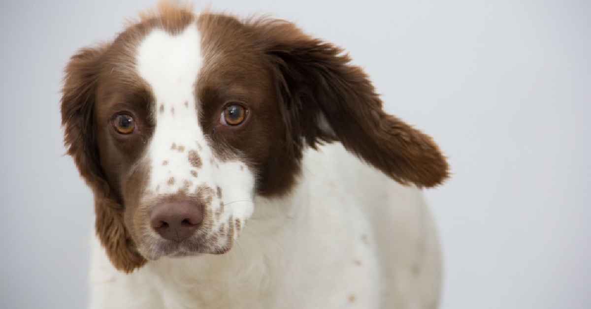 Cucciolo Springer Spaniel vuole giocare con una statua, il video è assolutamente memorabile