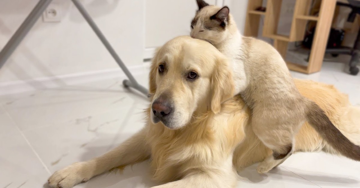 Un cucciolone di Golden Retriever e gattino sono fratelli e si adorano (VIDEO)