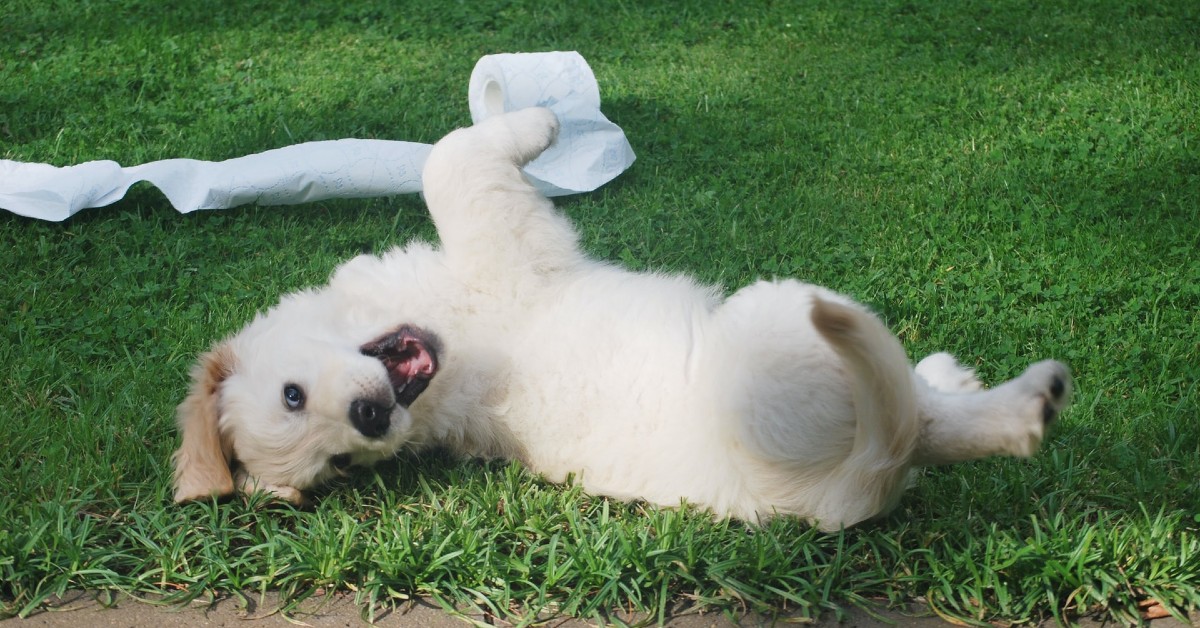 i cuccioli di cane sono gelosi