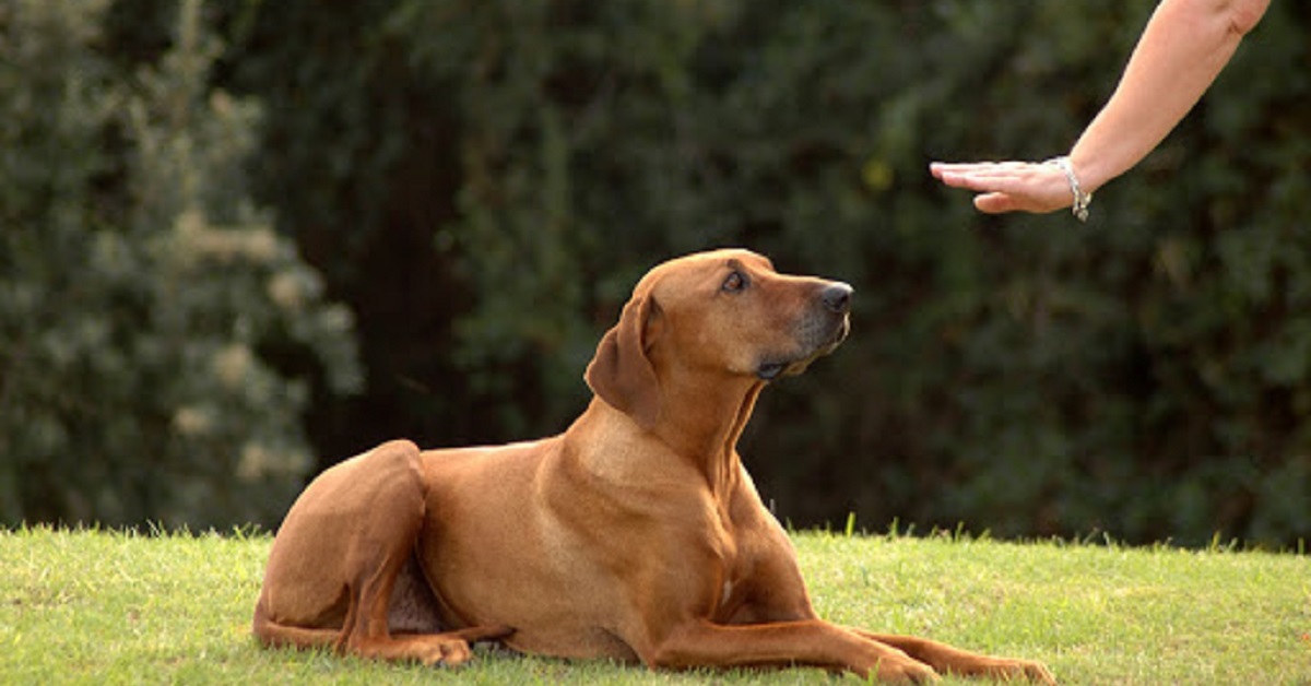 cane in allenamento