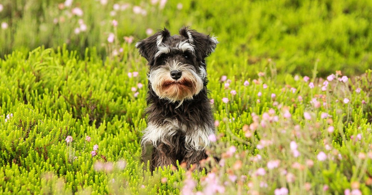 cuccioli di zwergschnauzer pelo