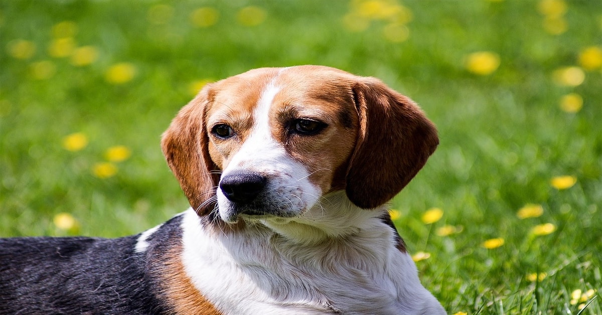 Gregory, il cucciolo di Beagle destinato all’eutanasia dimostra di essere grato a chi lo ha salvato (VIDEO)