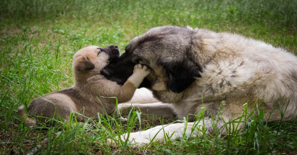 Davvero triste: una mamma dice addio al suo cucciolo di cane che viene adottato (VIDEO)