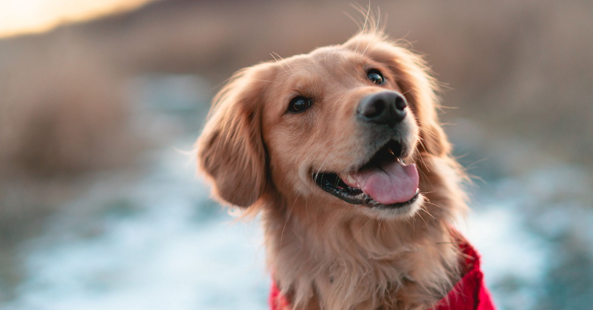 Un cucciolo di Golden Retriever suona il piano con la coda. Il video vi sorprenderà