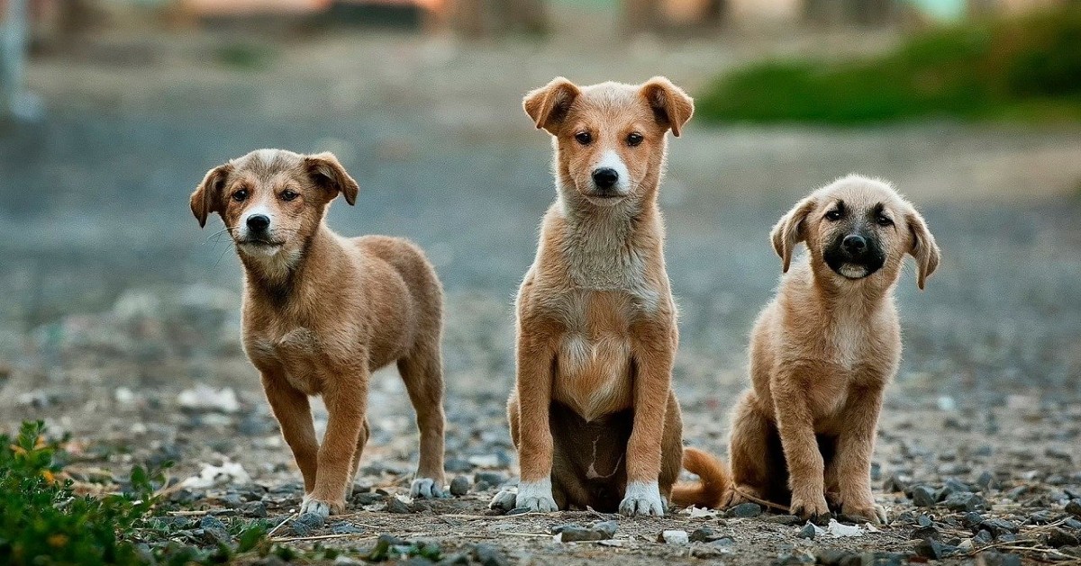 i cuccioli di cane sono gelosi