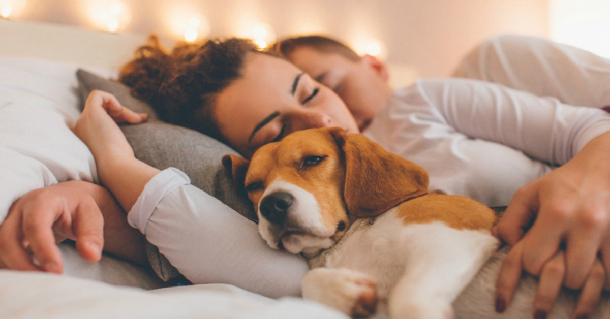 Svelati tutti i segreti che puoi conoscere se guardi il tuo cane che dorme