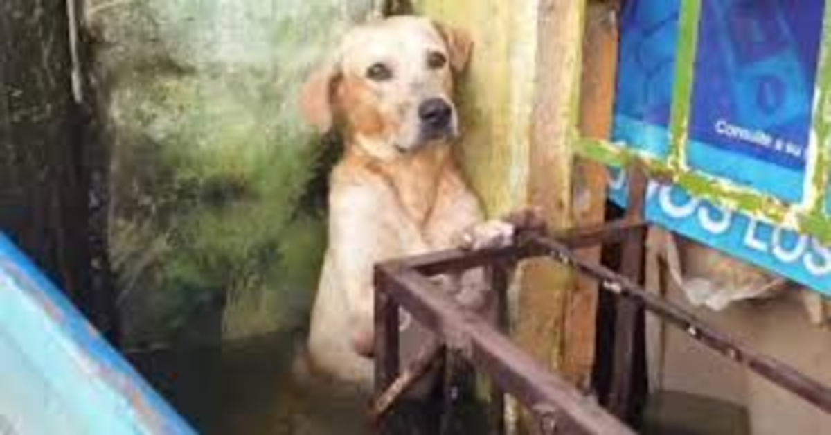 L’emozionante salvataggio di un cucciolo di cane rimasto intrappolato durante un’inondazione in messico (VIDEO)
