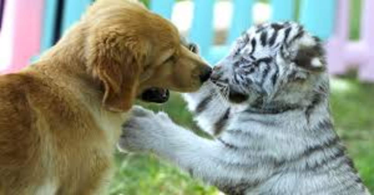 L’insolita amicizia fra  tre cuccioli di Golden Retriever, un leoncino, un tigrotto e una piccola iena (VIDEO)