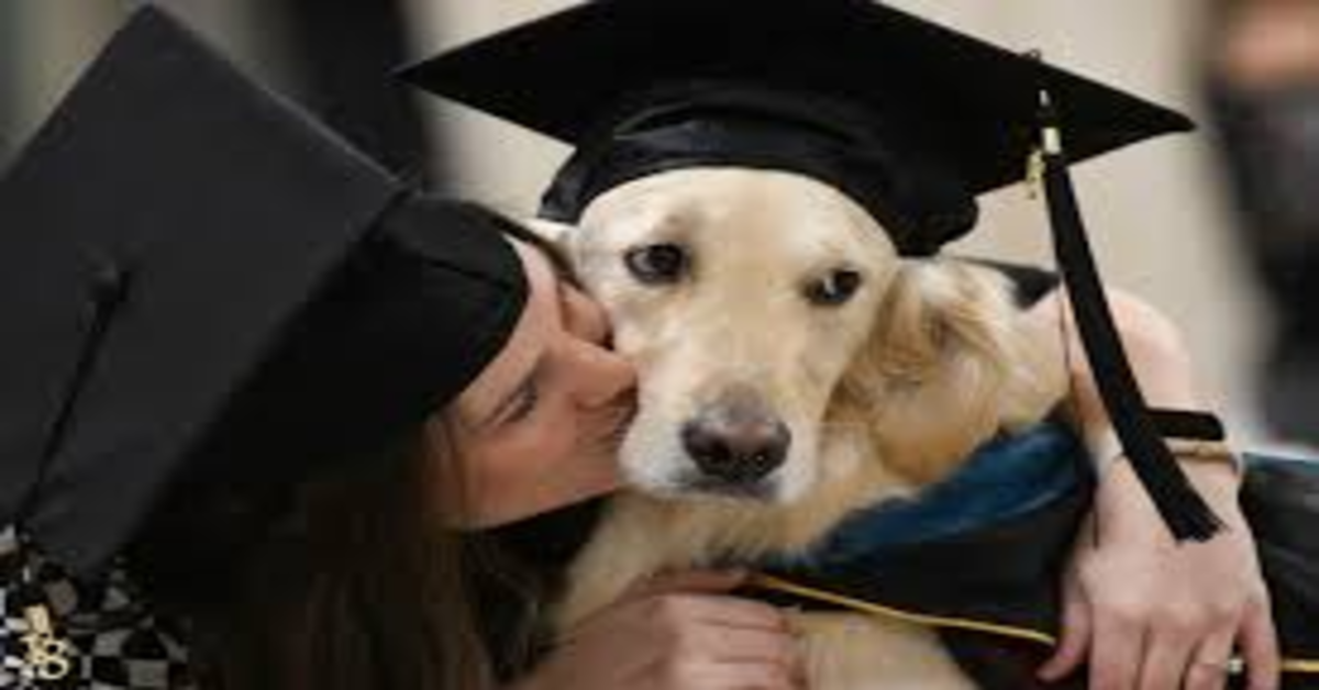 Griffin, il cucciolo di Golden Retriever che si è “laureato” insieme alla sua mamma umana (VIDEO)