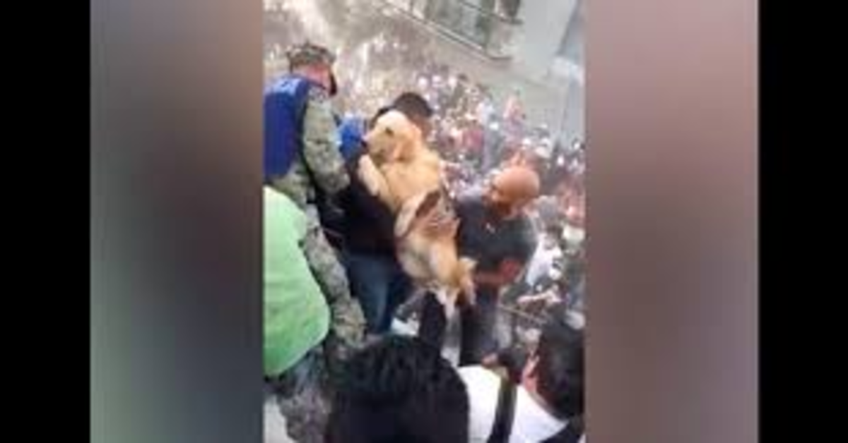 Emozionante: il salvataggio di un cucciolo di Golden Retriever durante un terremoto in Messico (VIDEO)