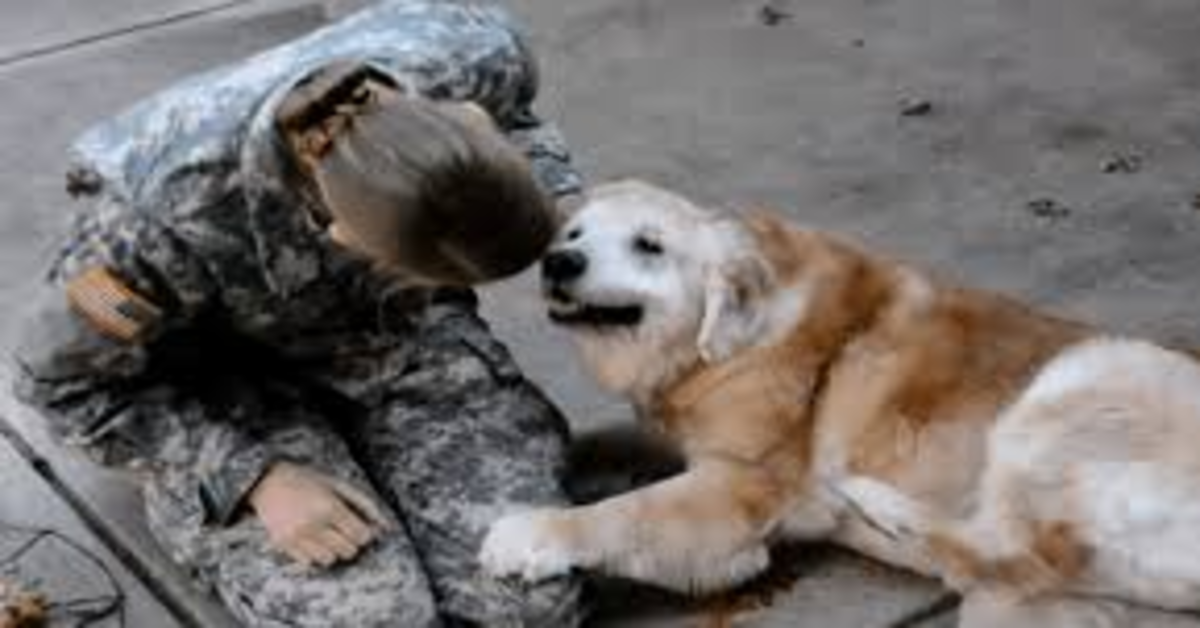 Cagnolina anziana piange sulle gambe della sua mamma soldato quando la vede tornare viva