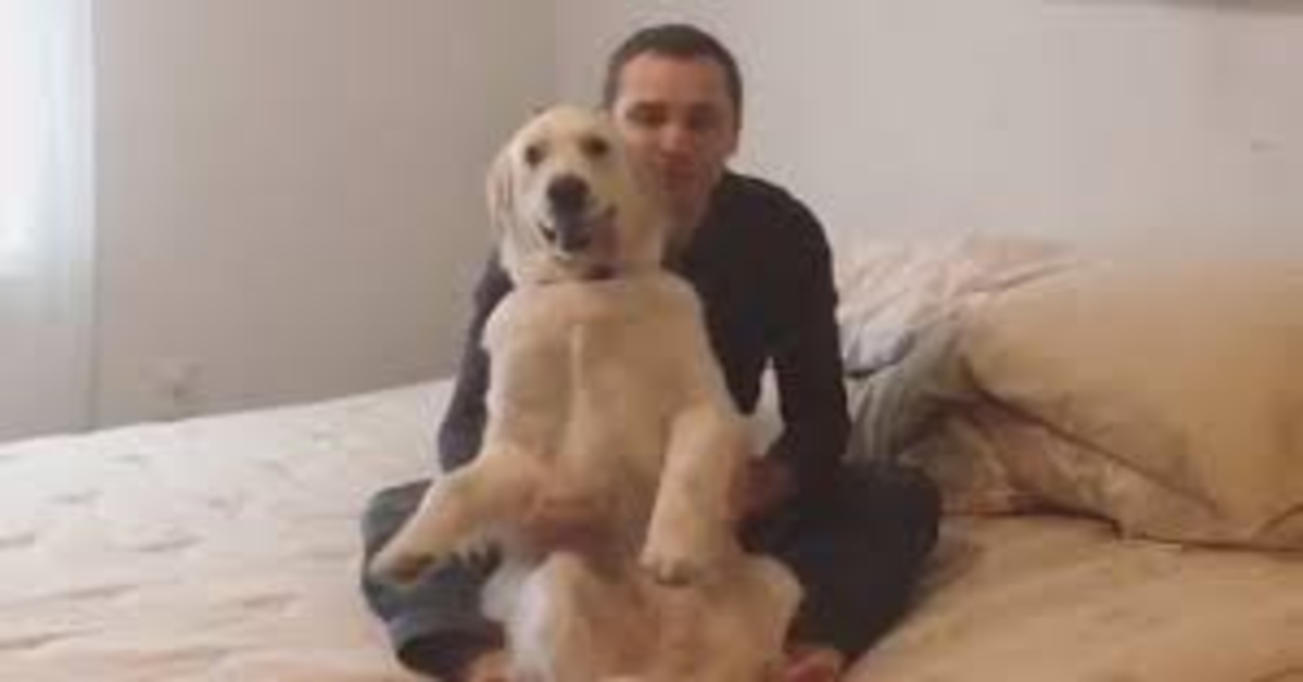 Il cucciolo di Golden Retriever Watson si fida ciecamente del suo papà umano: si presta senza problemi al gioco della “fiducia” (VIDEO)