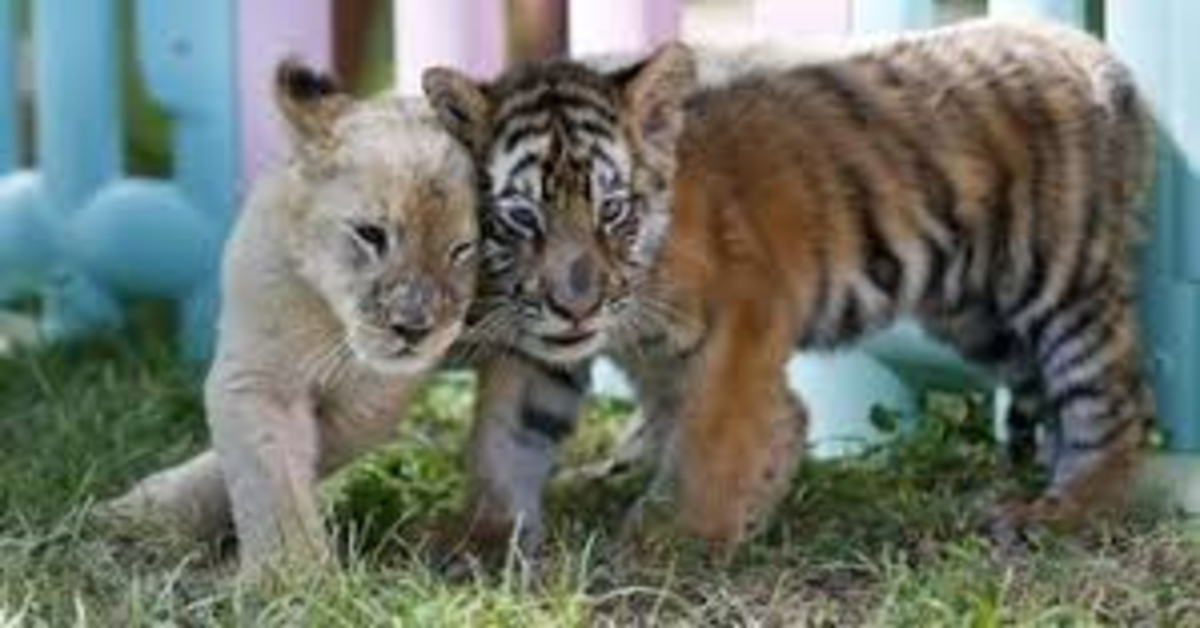 tigre e leoncino abbracciati