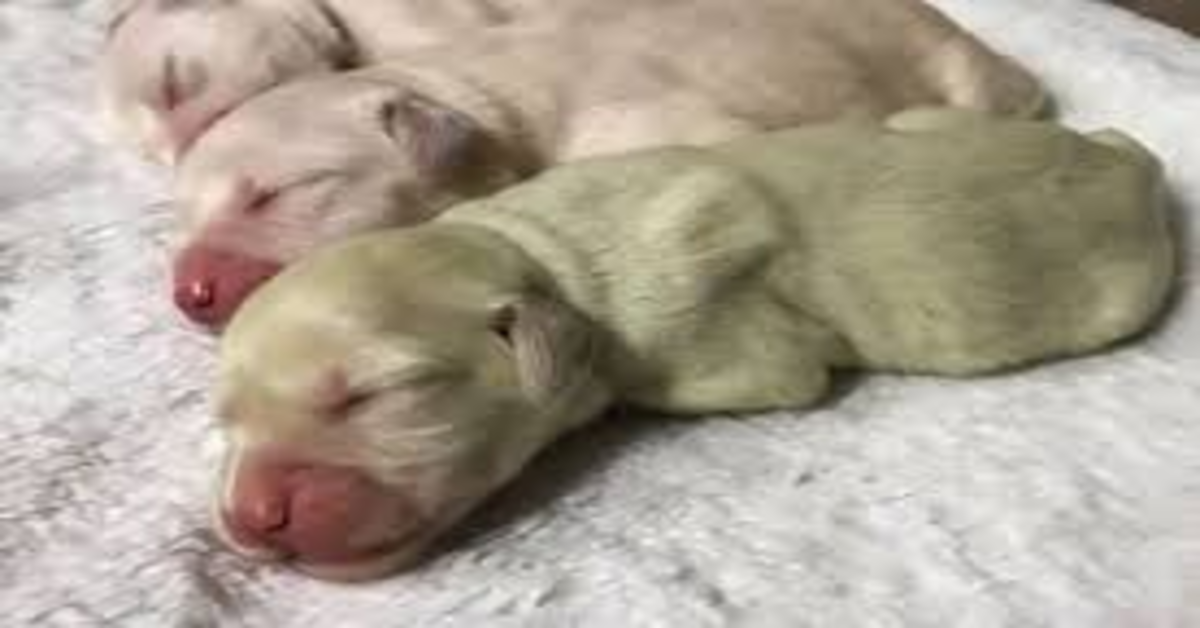 Forest: il cucciolo di Golden Retriever verde nato in Regno Unito (VIDEO)