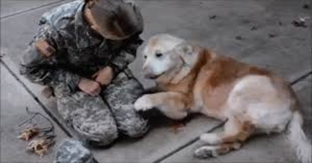 Soldatessa torna dal suo cane Buddy dopo tanto tempo