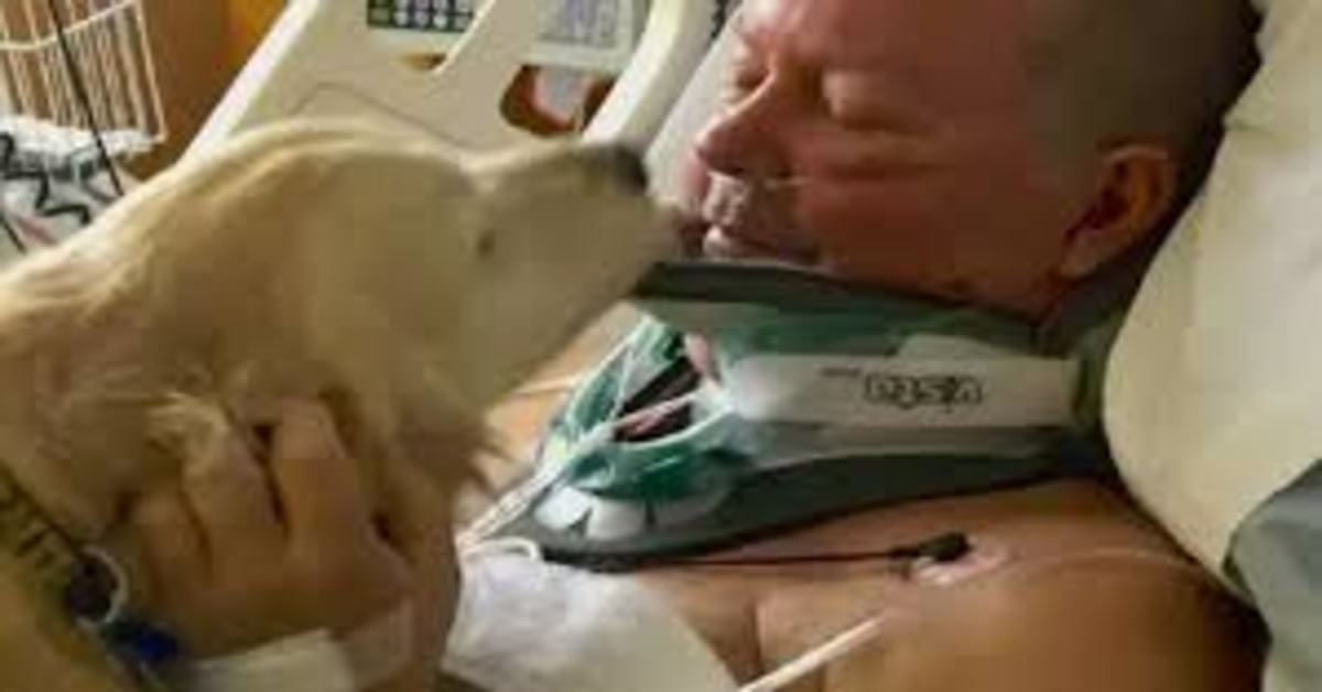 Kelsey: la cucciola di Golden Retriever che ha salvato il suo papà umano dal morire assiderato (VIDEO)