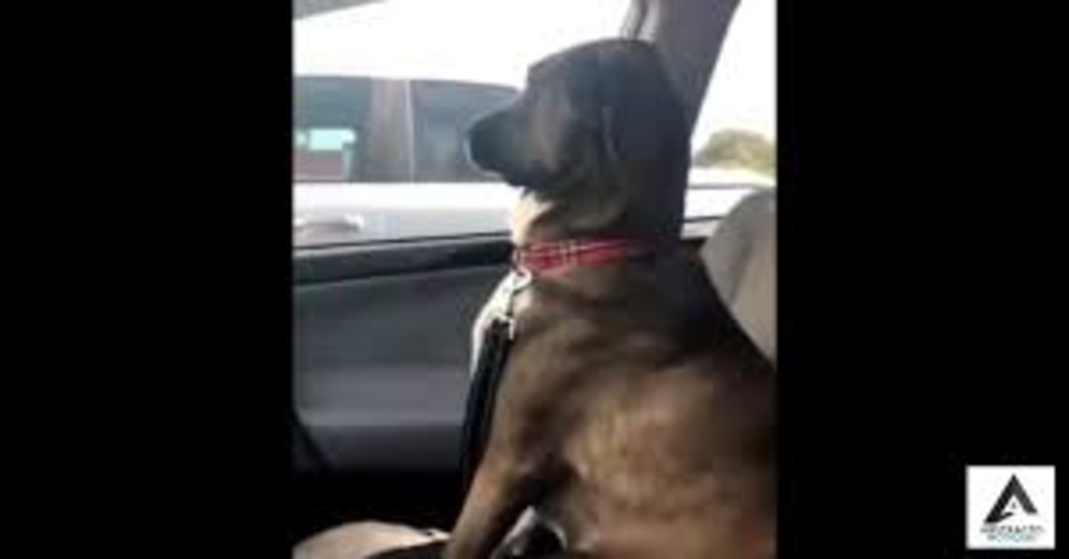 cane in macchina fa l'offeso con la padrona