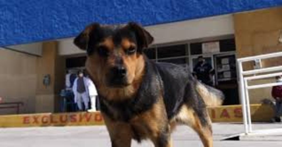Covito, il cucciolo di cane che aspetta che il suo padrone morto di Covid-19 esca dall’ospedale (VIDEO)