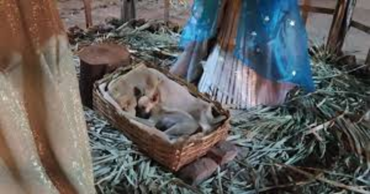 Una famiglia adotta un cucciolo di cane trovato addormentato nella culla di un presepe (VIDEO)