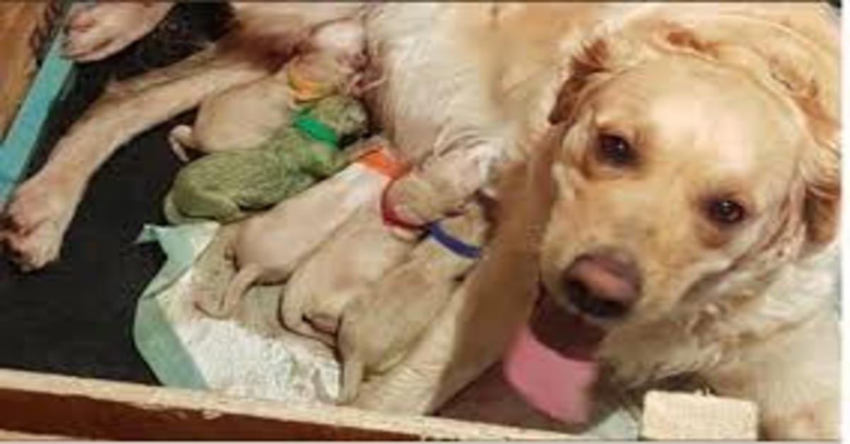 Golden Retriever con cuccioli. Uno di loro è verde