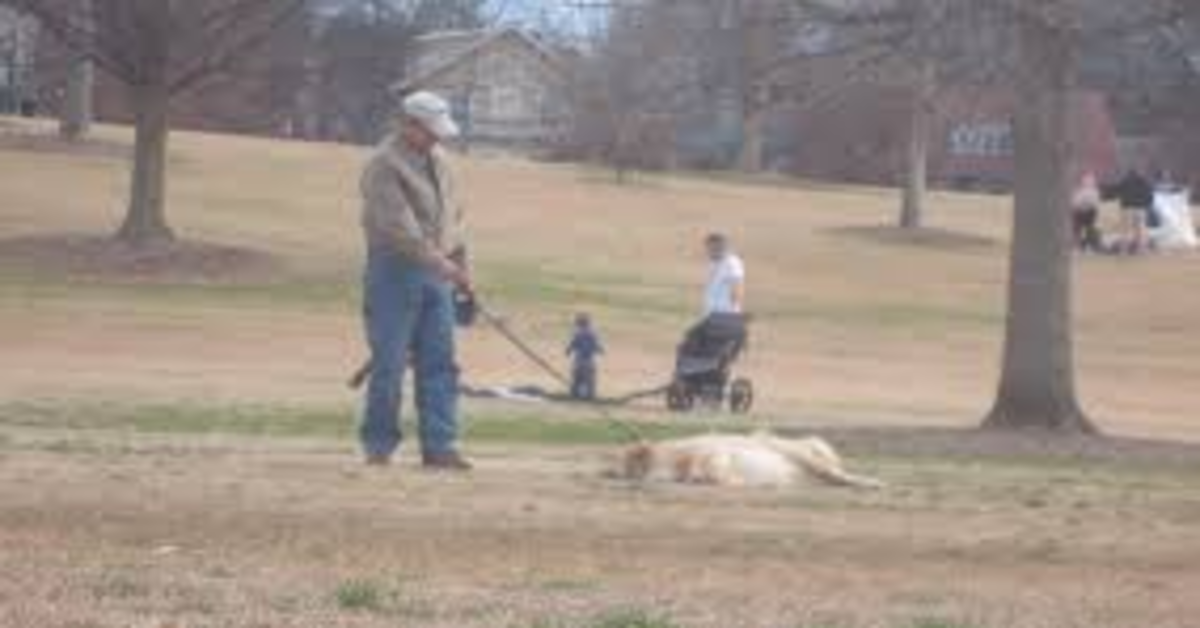 Sorprendente: questo cucciolo di Golden Retriever non vuole andar via dal parco, quindi si finge morto (VIDEO)