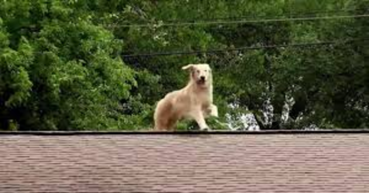 Huckleberry: Il Golden Retriever che adora stare sul tetto e preoccupa tutto il quartiere (VIDEO)