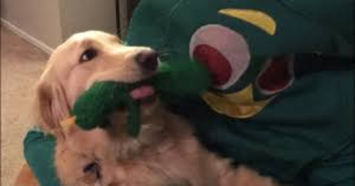 Il suo papà si maschera per farle uno scherzo, ma la cucciola di Golden Retriever Jolene lo riconosce (VIDEO)