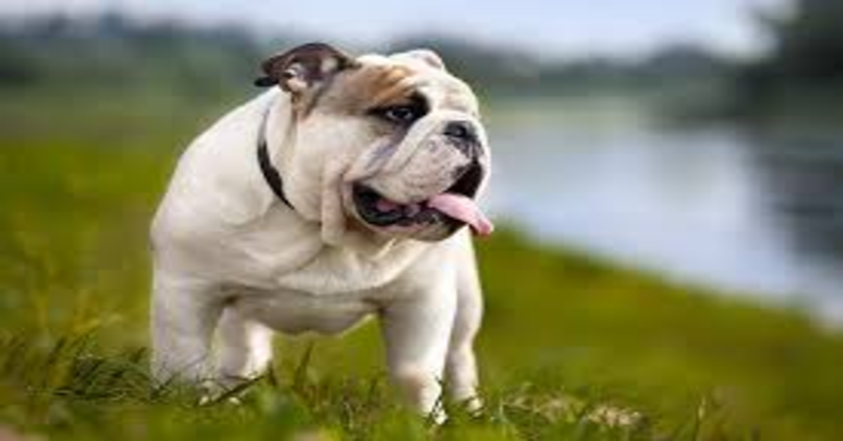 Hulk, il cucciolo di Bulldog Inglese che adora intrufolarsi in luoghi strani (VIDEO)