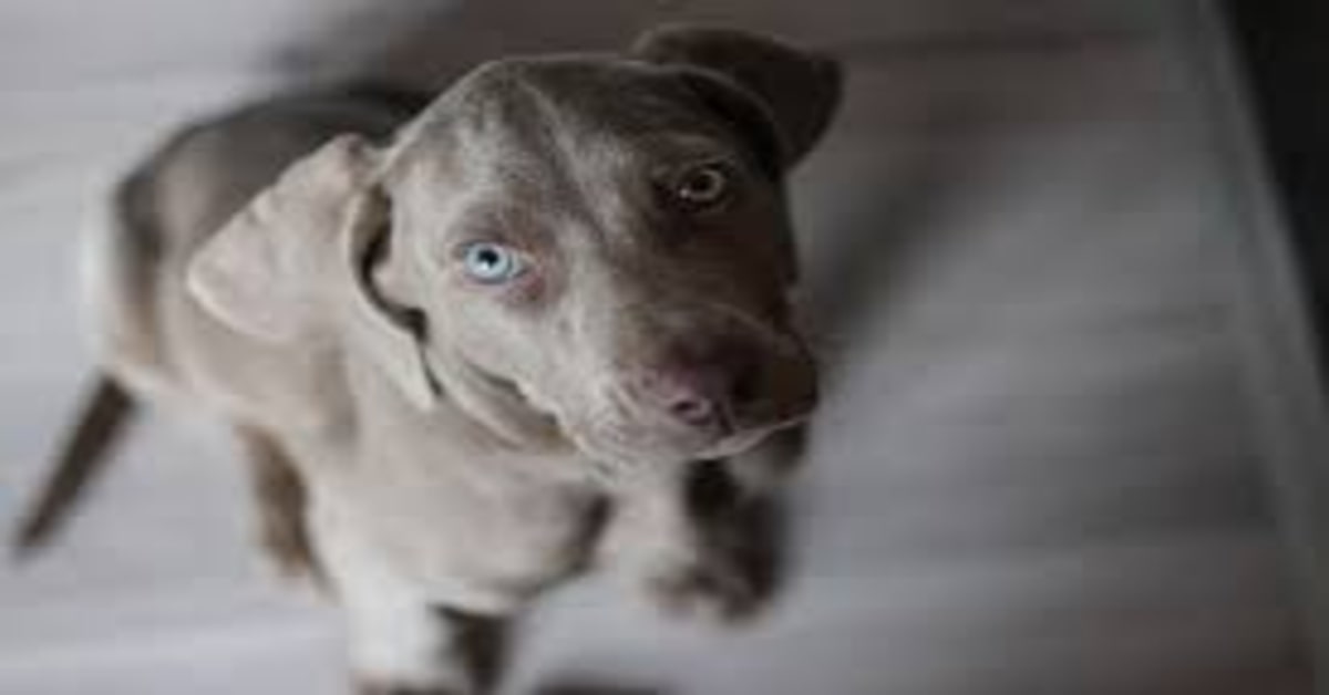 La grande felicità di un ragazzo quando gli viene regalato un cucciolo di cane (VIDEO)