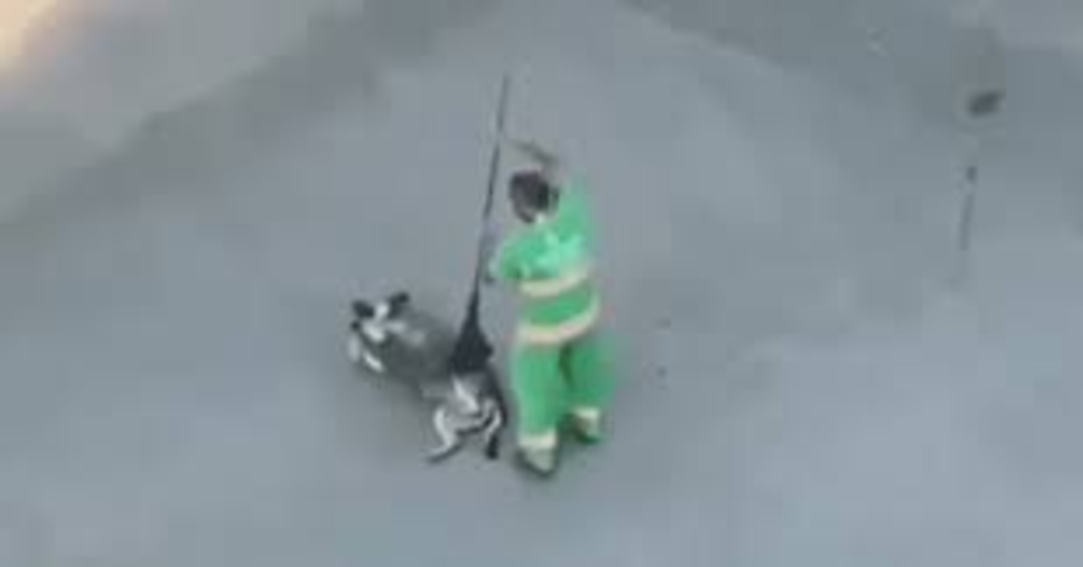 Un netturbino “pettina” un cucciolo di cane con la scopa e conquista il web (VIDEO)