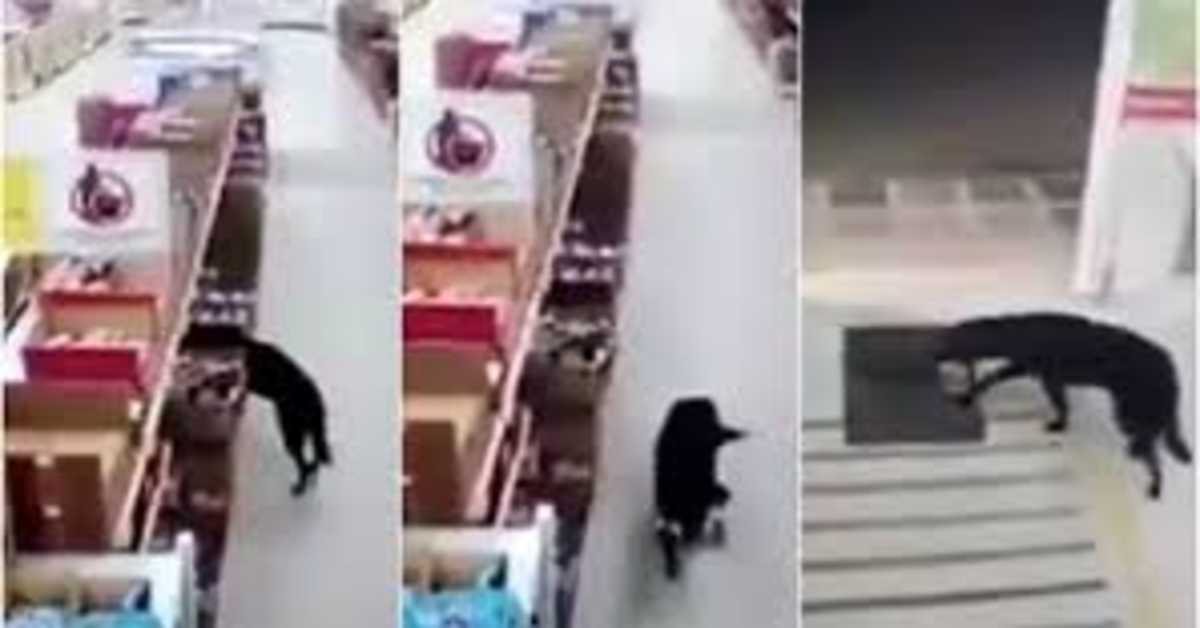 cane al supermercato