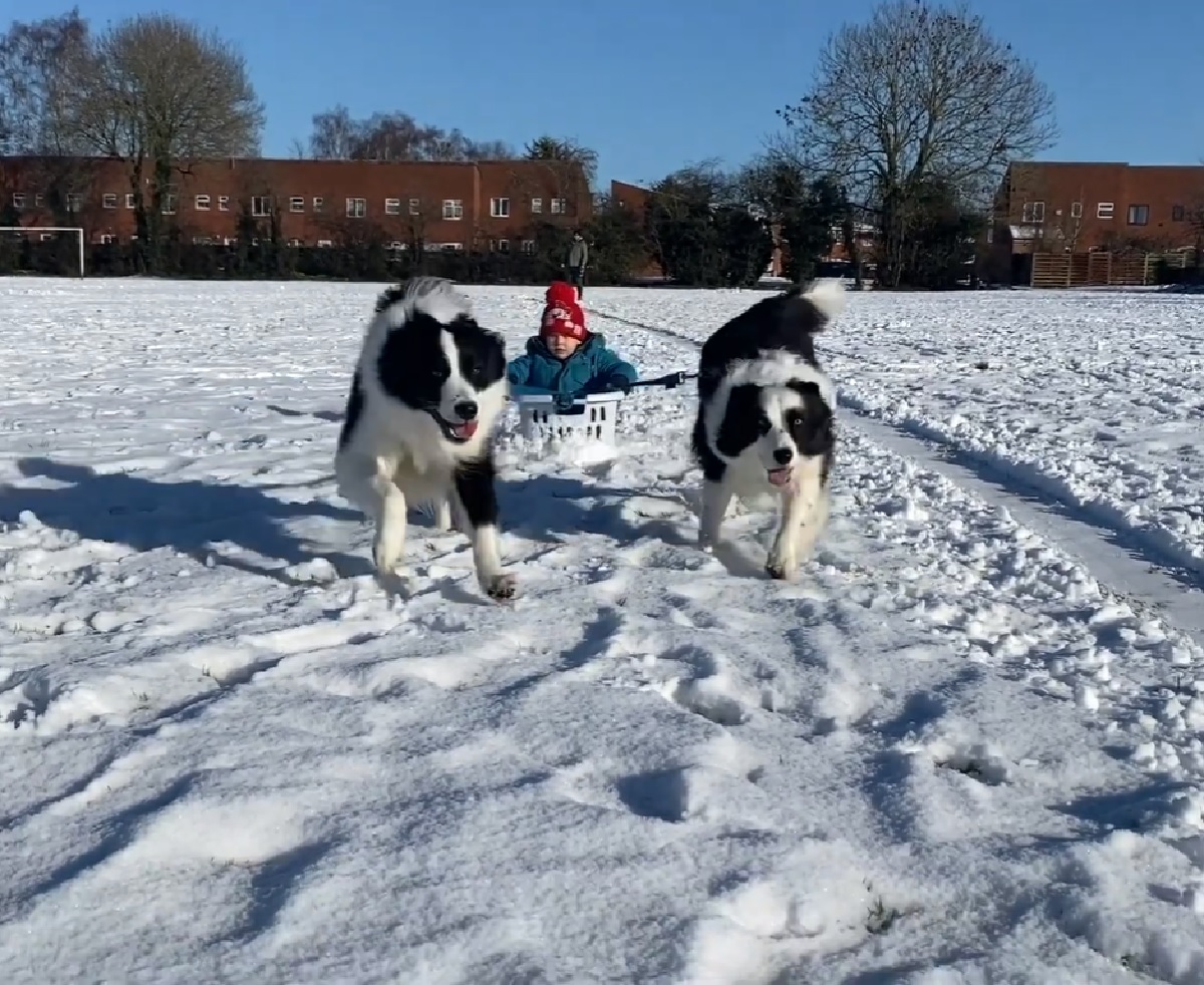 nova fenn cucciole border collie