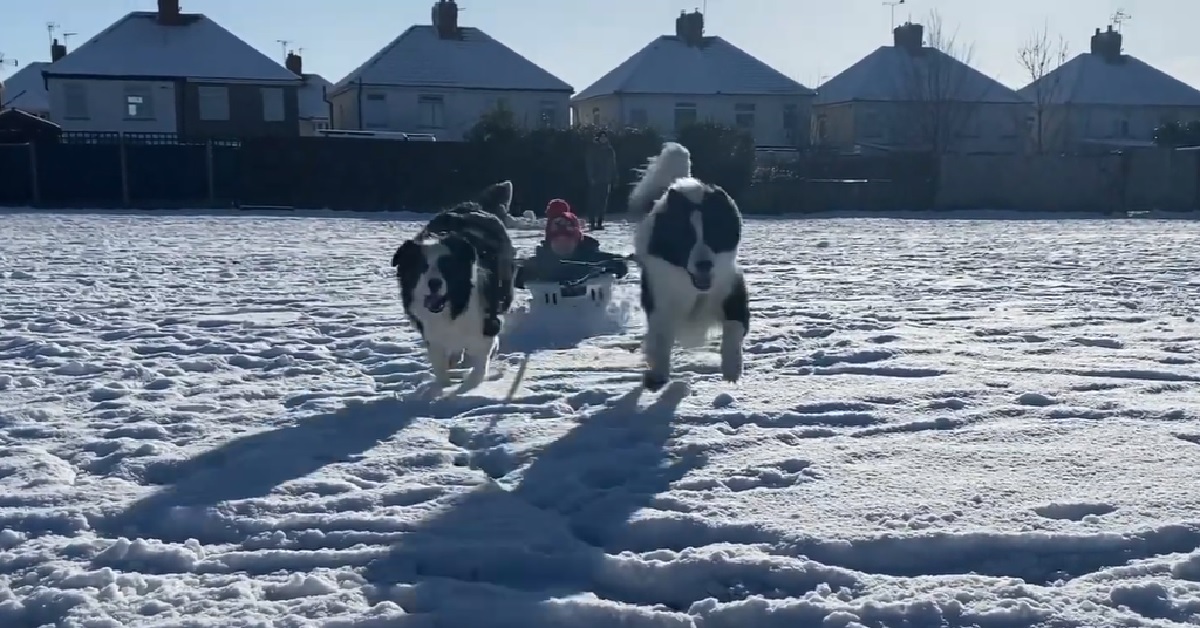 Due cucciole Border Collie giocano con il bambino, la loro splendida giornata in video