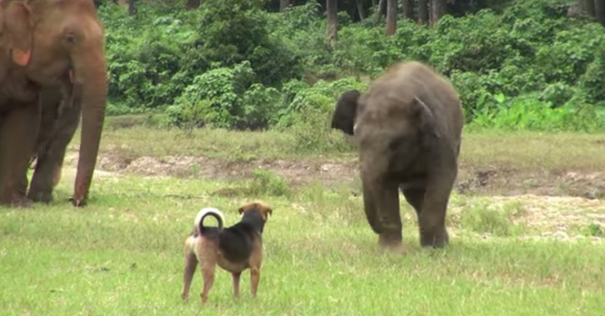 Due cuccioli di cane incontrano un elefante orfano, il video mostra una scena toccante